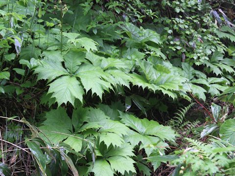 Rodgersia podophylla