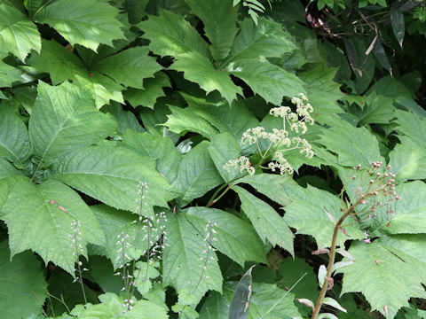 Rodgersia podophylla