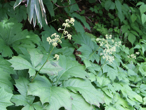 Rodgersia podophylla