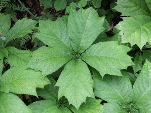 Rodgersia podophylla