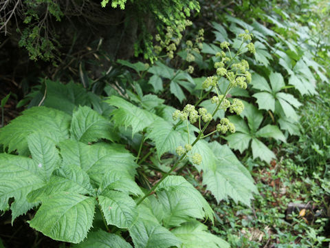 Rodgersia podophylla