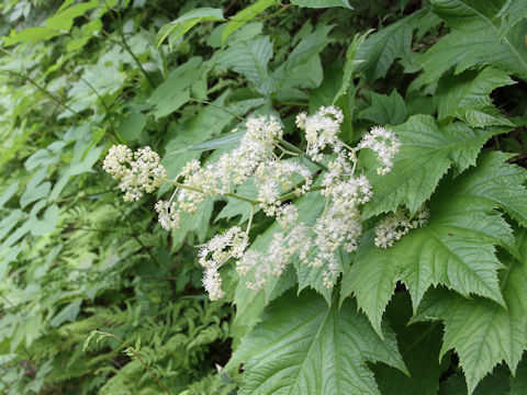 Rodgersia podophylla