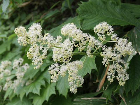 Rodgersia podophylla