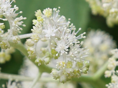 Rodgersia podophylla