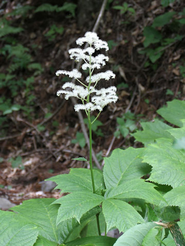 Rodgersia podophylla