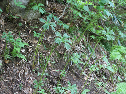 Rodgersia podophylla