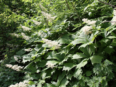 Rodgersia podophylla