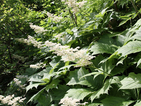 Rodgersia podophylla