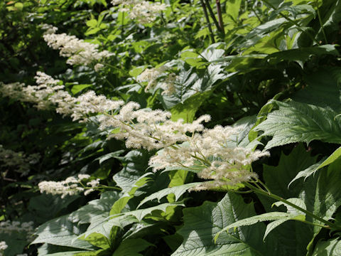 Rodgersia podophylla