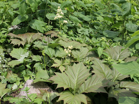 Rodgersia podophylla