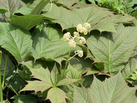 Rodgersia podophylla