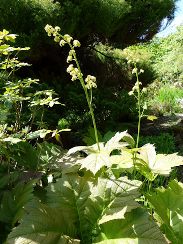 Rodgersia podophylla