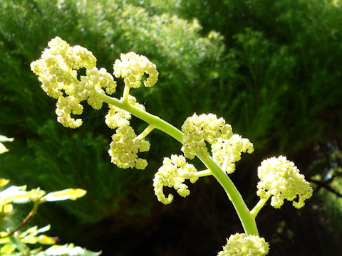 Rodgersia podophylla