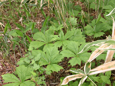 Rodgersia podophylla