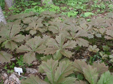 Rodgersia podophylla