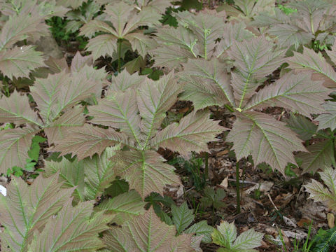 Rodgersia podophylla