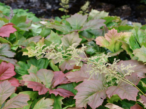 Rodgersia podophylla