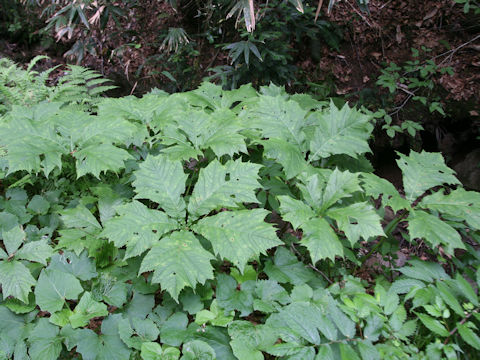 Rodgersia podophylla