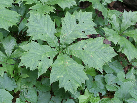 Rodgersia podophylla