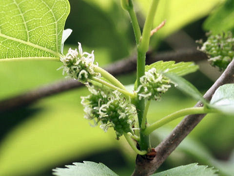 Morus bombycis