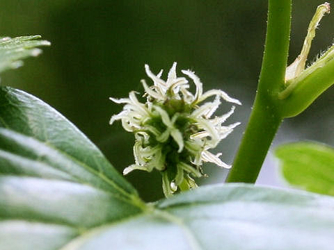 Morus bombycis