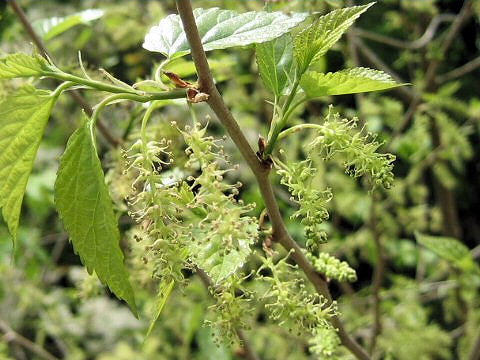 Morus bombycis