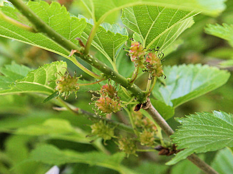 Morus bombycis