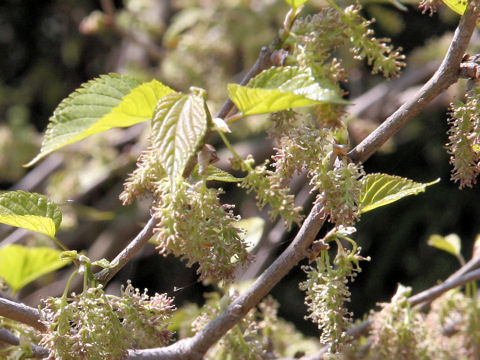 Morus bombycis