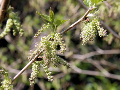 Morus bombycis