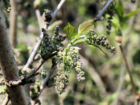 Morus bombycis