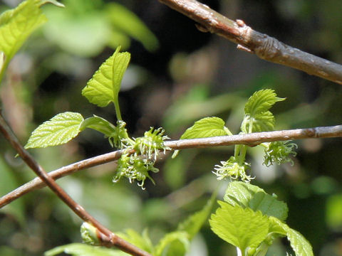 Morus bombycis