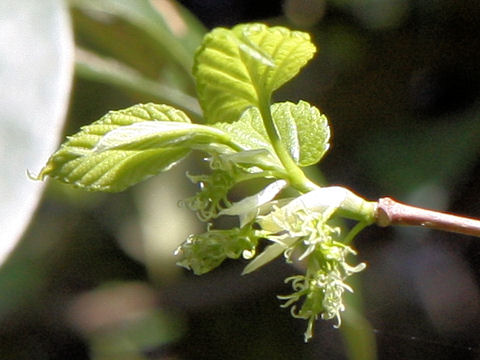 Morus bombycis