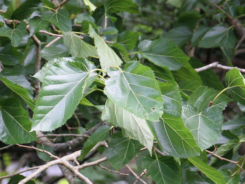 Morus bombycis