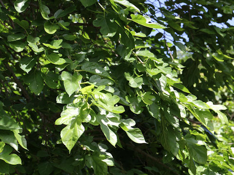 Morus bombycis