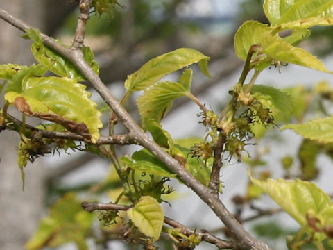Morus bombycis