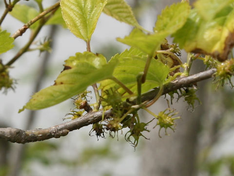Morus bombycis