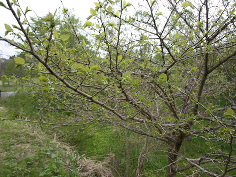 Morus bombycis