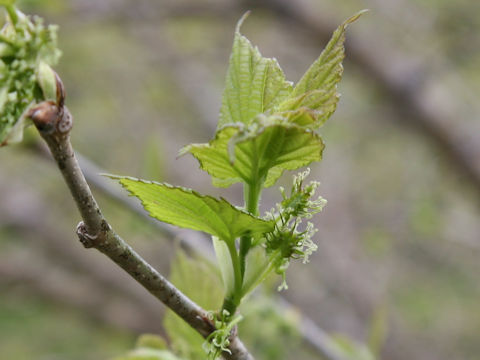 Morus bombycis