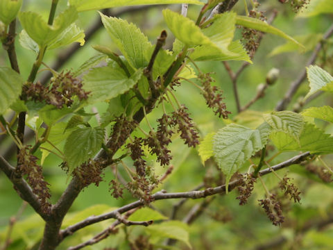 Morus bombycis