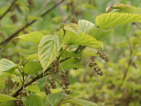 Morus bombycis