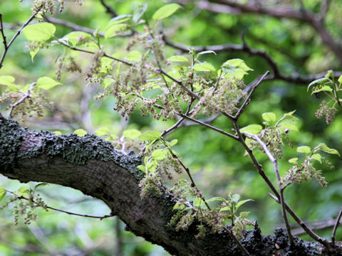 Morus bombycis