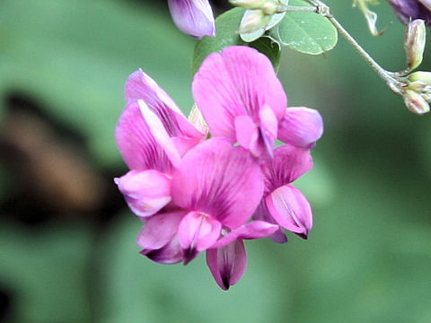 Lespedeza bicolor