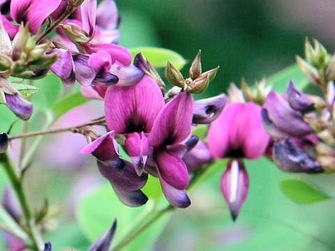 Lespedeza bicolor