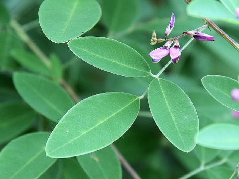 Lespedeza bicolor