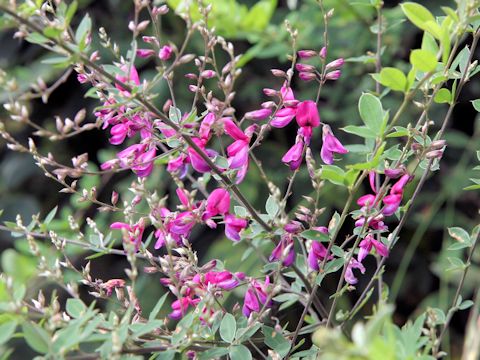 Lespedeza bicolor