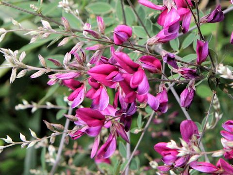 Lespedeza bicolor