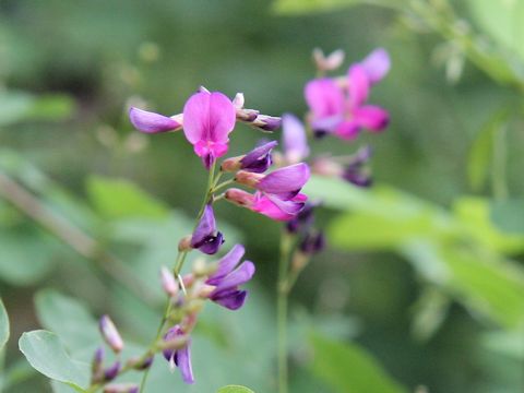 Lespedeza bicolor