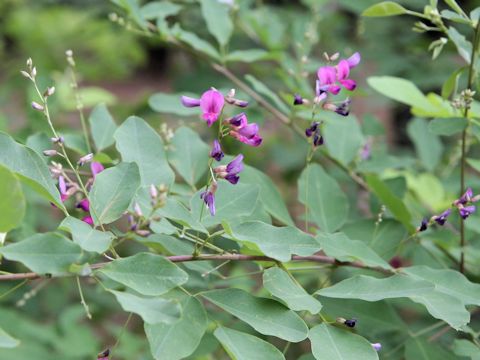 Lespedeza bicolor