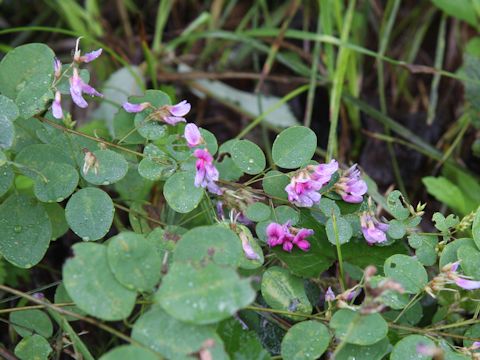 Lespedeza bicolor