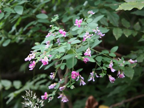 Lespedeza bicolor